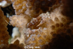 Common Coral Guard Crab by Craig Vars 